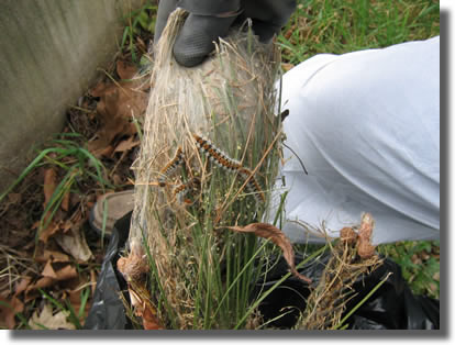 Chenilles Processionnaires du Pin sur leur nid