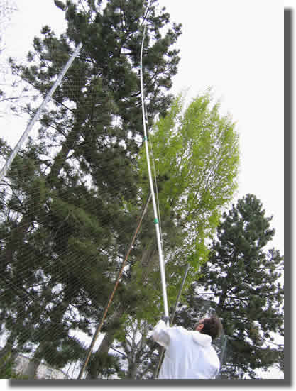 Echenillage � la perche de 17 m�tres
