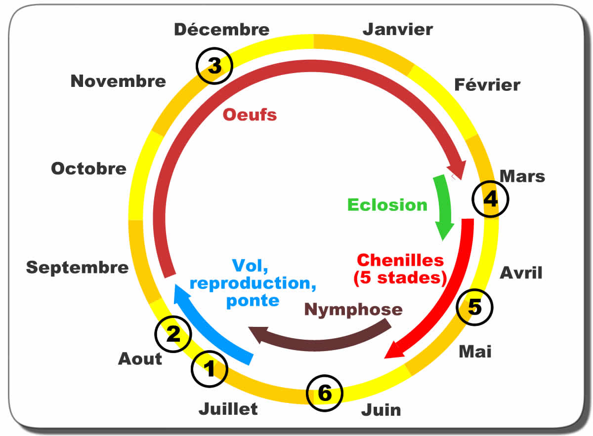 cycle biologique processionnaire du ch&ecirc;ne