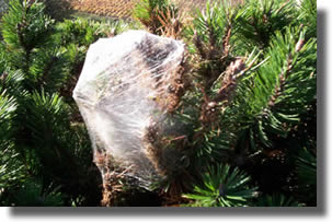Chenilles Processionnaire